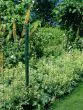 Mrežna ograja Foxx - dolžina role: 25 m, višina v cm: 81, Opis artiklov: Ograje Family: antracit