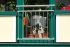Francoski balkon „Classic“